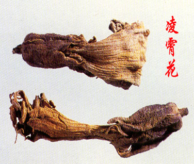 凌霄花2