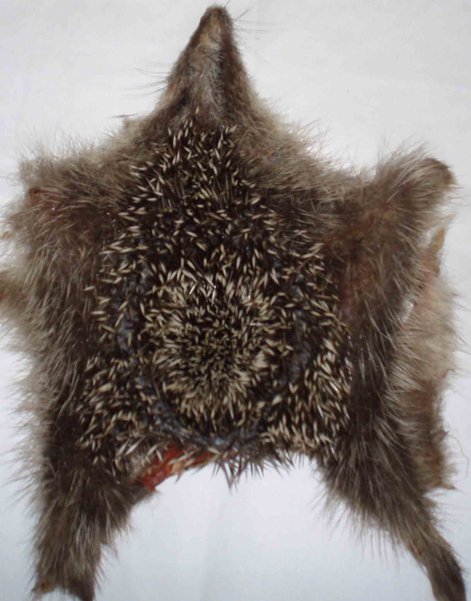 刺猬皮2