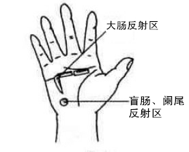 大肠反射区