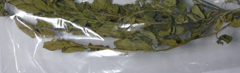 大金牛草 1