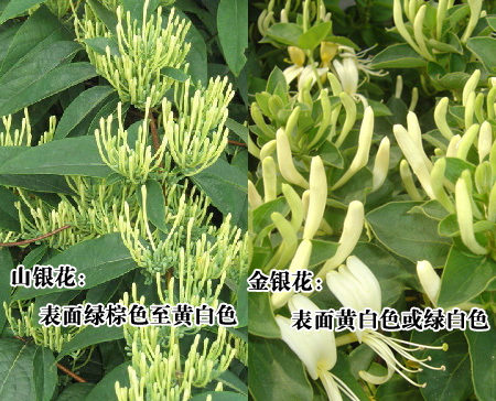 山银花2