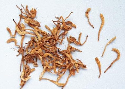 山银花4