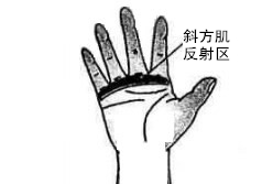 斜方肌反射区