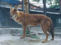 GangMu181_3