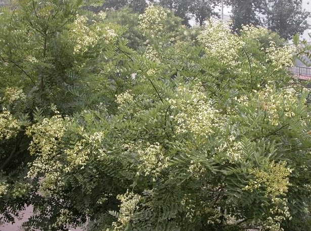 GangMu131_3