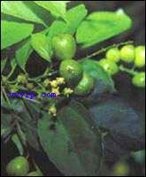 GangMu141_4_2