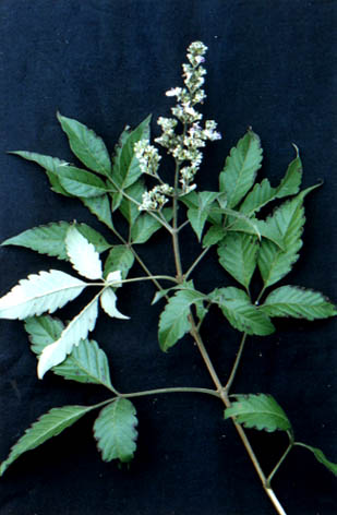 GangMu146_4