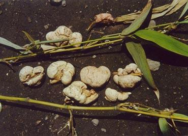 GangMu148_3