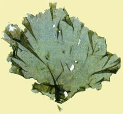 GangMu116_1