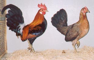 GangMu169_2