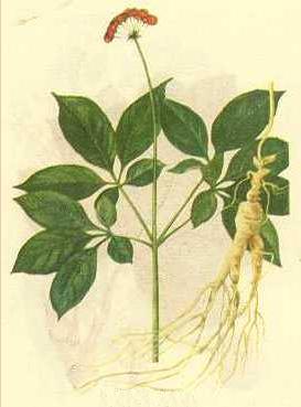 GangMu36_3