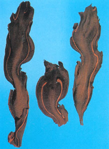 GangMu40_2