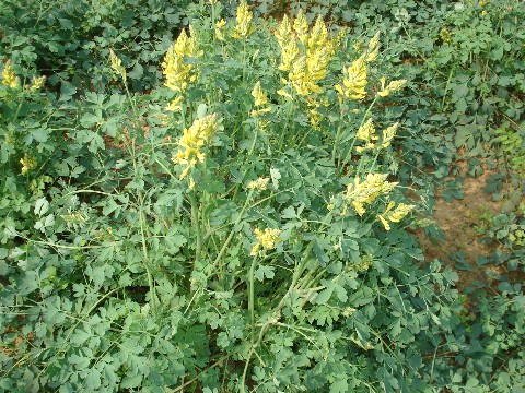 GangMu44_1_2