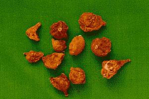 GangMu47_1