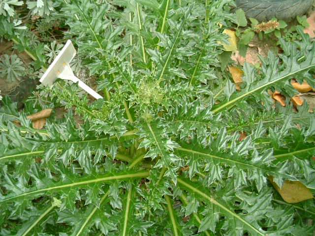 GangMu54_2
