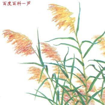GangMu60_2