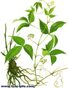 GangMu63_5