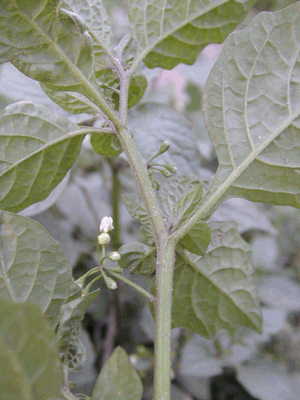 GangMu64_2