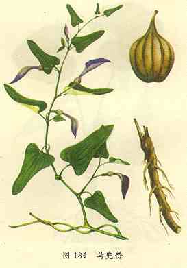 GangMu81_2