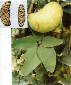 GangMu81_5