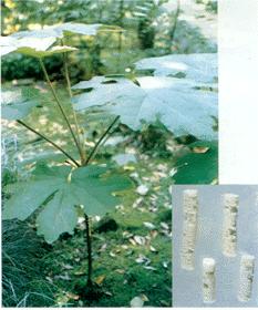 GangMu83_3