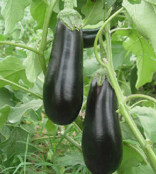 GangMu114_1