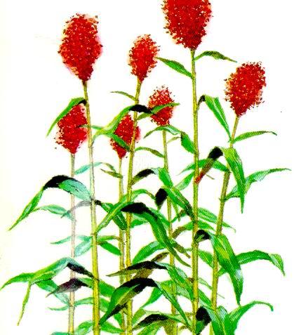 GangMu94_2
