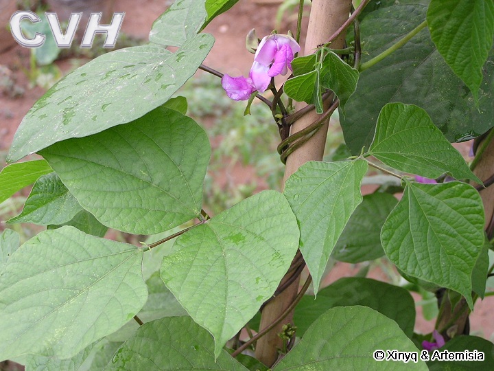 GangMu97_4