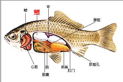 GangMu160_3