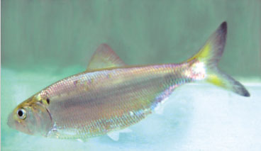 GangMu163_1
