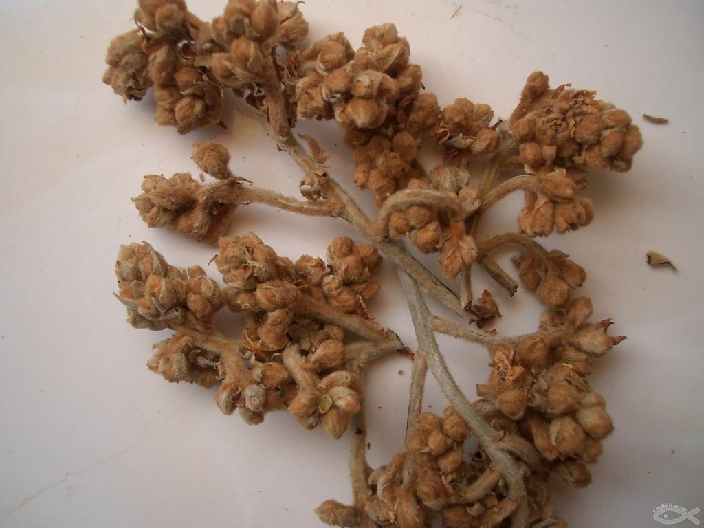 枇杷花2