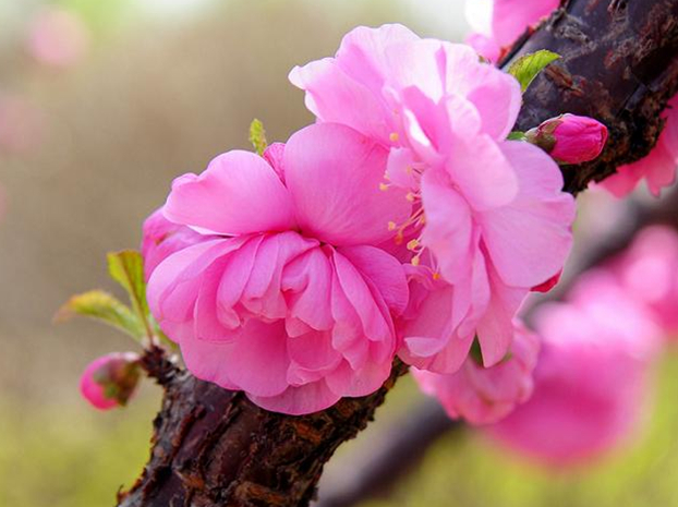 桃花