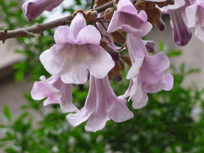 泡桐花