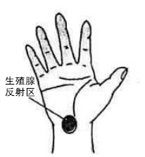 生殖腺反射区 