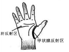甲状腺反射区