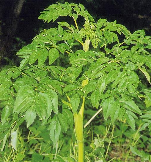 白芷叶