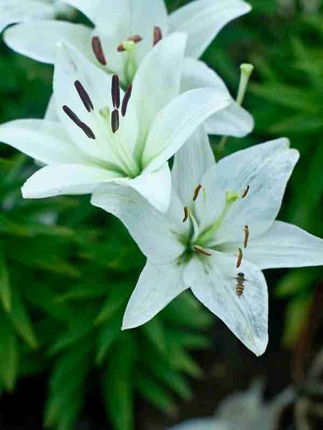 百合花