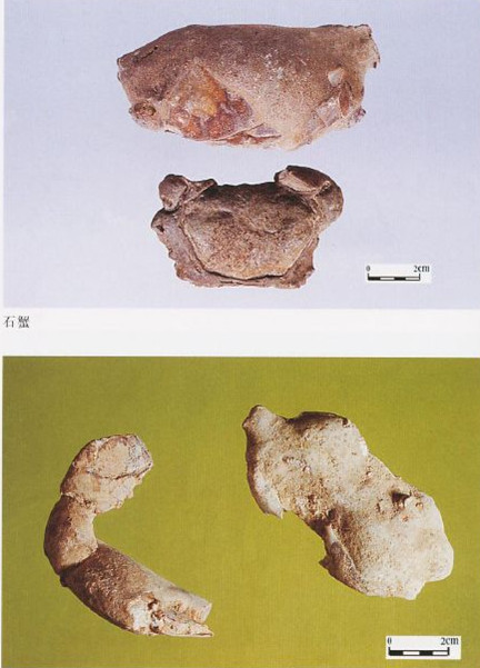 石蟹2