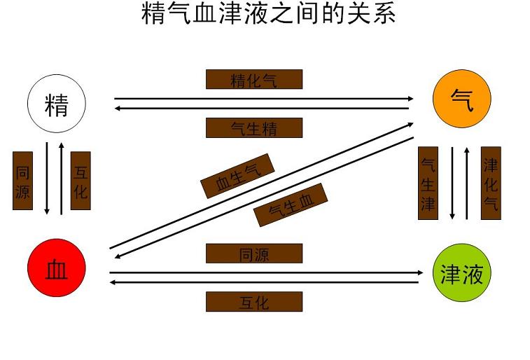 精气血津液之间的关系