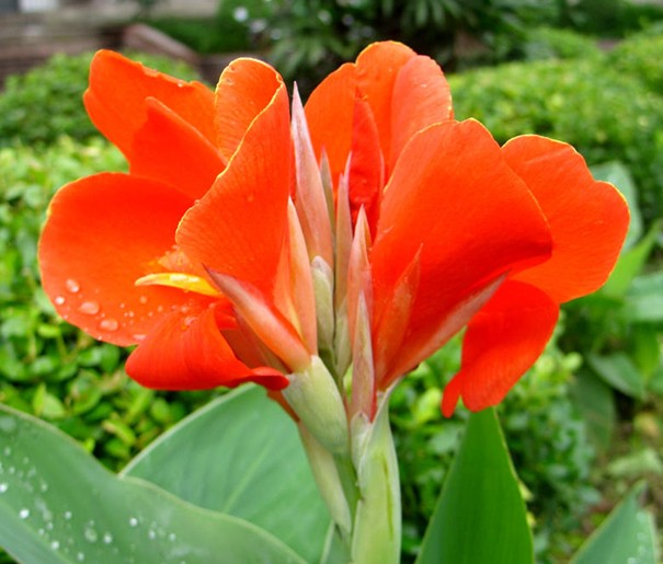 美人蕉花