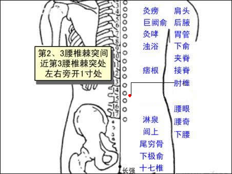肘椎