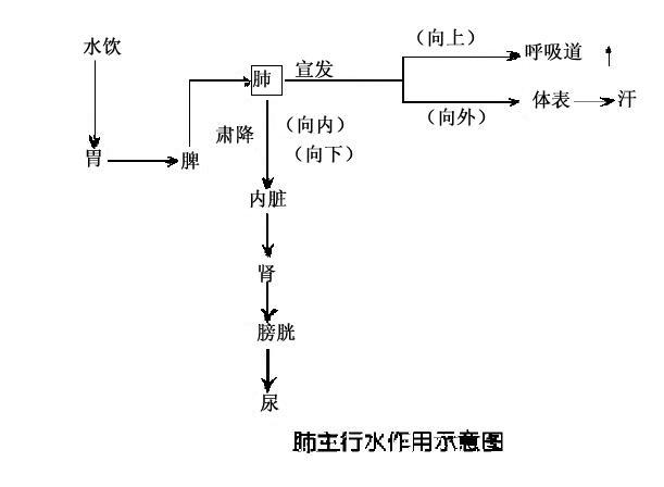 肺主通调水道作用示意图