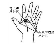 肾上腺反射区