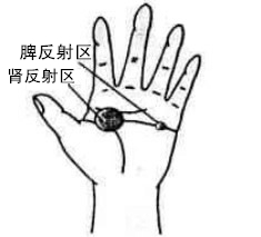 肾反射区