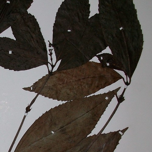 肿节风2
