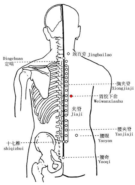 胃脘下俞