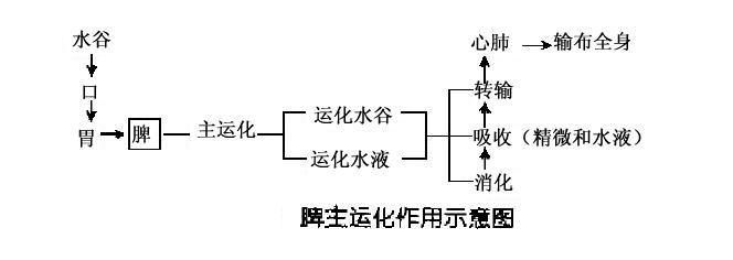 脾主运化作用示意图