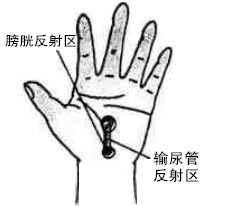 膀胱反射区