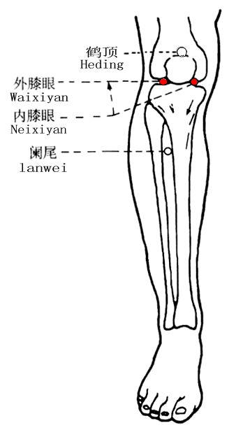 膝眼