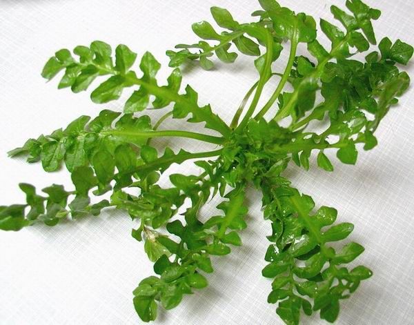 荠菜鲜品